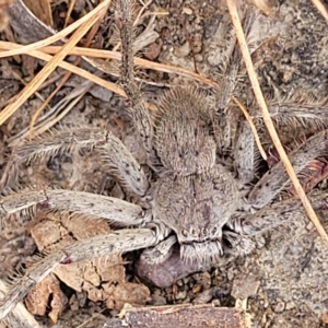 Isopeda sp. (genus) at Wamboin, NSW - 4 Mar 2023 01:50 PM