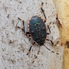 Diemenia rubromarginata (Pink-margined bug) at Wamboin, NSW - 4 Mar 2023 by trevorpreston