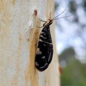 Porismus strigatus at Wamboin, NSW - 4 Mar 2023