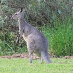 Macropus giganteus (Eastern Grey Kangaroo) at Splitters Creek, NSW - 25 Feb 2023 by KylieWaldon