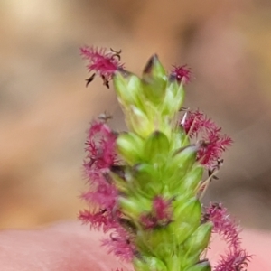 Setaria sp. at Wamboin, NSW - 4 Mar 2023