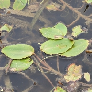 Potamogeton sulcatus at Wamboin, NSW - 4 Mar 2023