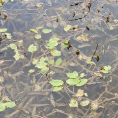 Potamogeton sulcatus at Wamboin, NSW - 4 Mar 2023