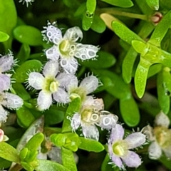 Glossostigma elatinoides (Small Mud-mat) at Wamboin, NSW - 4 Mar 2023 by trevorpreston