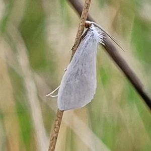 Tipanaea patulella at Wamboin, NSW - 4 Mar 2023