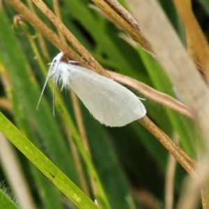 Tipanaea patulella at Wamboin, NSW - 4 Mar 2023