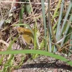 Trapezites luteus (Yellow Ochre, Rare White-spot Skipper) at Tuggeranong Hill - 4 Mar 2023 by owenh