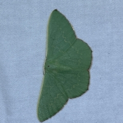 Prasinocyma semicrocea (Common Gum Emerald moth) at Jerrabomberra, NSW - 3 Mar 2023 by Steve_Bok