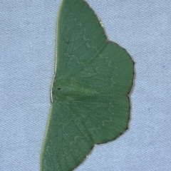 Prasinocyma semicrocea at Jerrabomberra, NSW - 4 Mar 2023