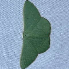 Prasinocyma semicrocea at Jerrabomberra, NSW - 4 Mar 2023