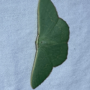 Prasinocyma semicrocea at Jerrabomberra, NSW - 4 Mar 2023