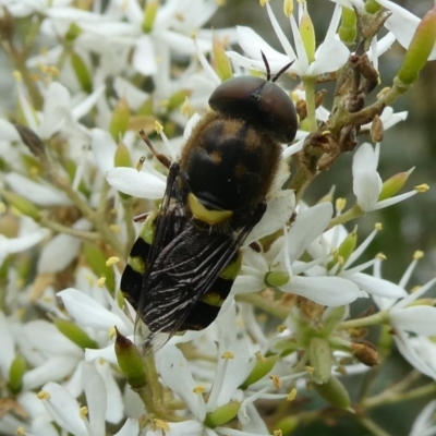 Odontomyia hunteri (Soldier fly) at Mongarlowe River - 4 Mar 2023 by arjay