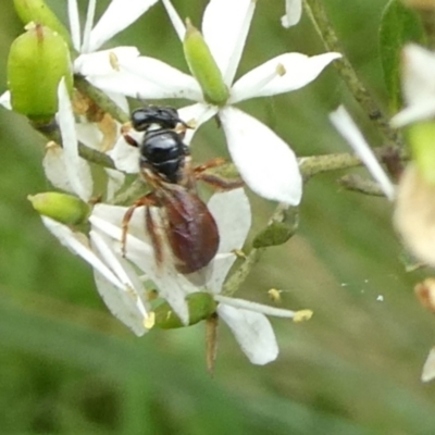 Exoneura sp. (genus) (A reed bee) at Mongarlowe River - 4 Mar 2023 by arjay