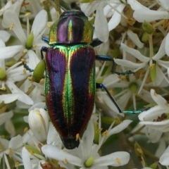 Selagis caloptera (Caloptera jewel beetle) at Mongarlowe River - 4 Mar 2023 by arjay