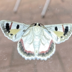 Crypsiphona ocultaria (Red-lined Looper Moth) at Jerrabomberra, NSW - 4 Mar 2023 by SteveBorkowskis