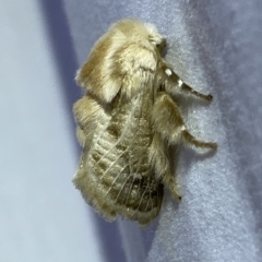 Doratifera pinguis (Pale Cup Moth) at Jerrabomberra, NSW - 3 Mar 2023 by Steve_Bok