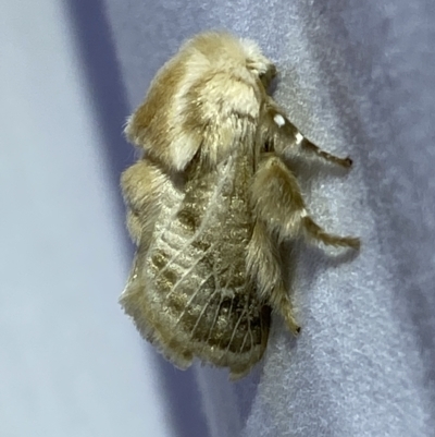 Doratifera pinguis (Pale Cup Moth) at Jerrabomberra, NSW - 3 Mar 2023 by Steve_Bok