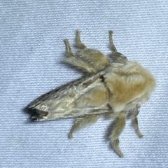 Doratifera pinguis at Jerrabomberra, NSW - suppressed