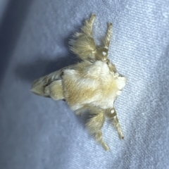 Doratifera pinguis at Jerrabomberra, NSW - suppressed