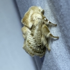 Doratifera pinguis at Jerrabomberra, NSW - suppressed