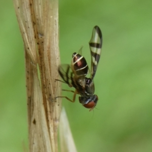 Rivellia sp. (genus) at Charleys Forest, NSW - 4 Mar 2023