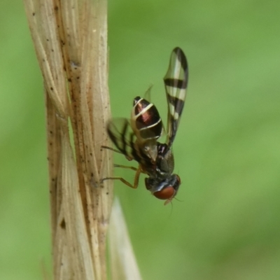 Rivellia sp. (genus) (Signal fly) at Mongarlowe River - 4 Mar 2023 by arjay