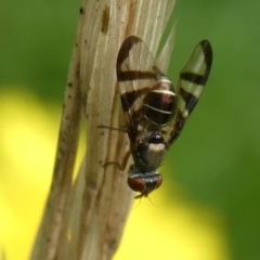 Rivellia sp. (genus) at Charleys Forest, NSW - 4 Mar 2023