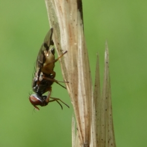 Rivellia sp. (genus) at Charleys Forest, NSW - 4 Mar 2023