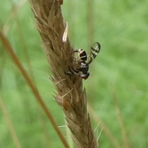 Rivellia sp. (genus) at Charleys Forest, NSW - 4 Mar 2023