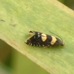 Glyphipterix chrysoplanetis (A Sedge Moth) at Charleys Forest, NSW - 4 Mar 2023 by arjay