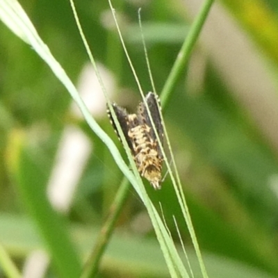 Lepidoptera unclassified ADULT moth (Unidentified - Moth) at Charleys Forest, NSW - 4 Mar 2023 by arjay