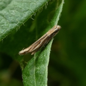 Eutorna (genus) at Charleys Forest, NSW - 4 Mar 2023