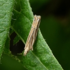 Eutorna (genus) at Charleys Forest, NSW - 4 Mar 2023