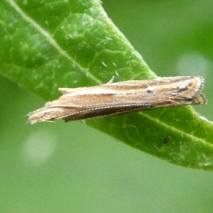 Eutorna (genus) at Charleys Forest, NSW - 4 Mar 2023