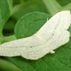 Scopula optivata (Varied Wave) at Charleys Forest, NSW - 4 Mar 2023 by arjay