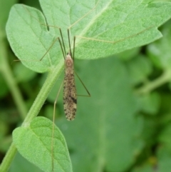 Austrolimnophila antiqua (Crane fly) at Charleys Forest, NSW - 4 Mar 2023 by arjay