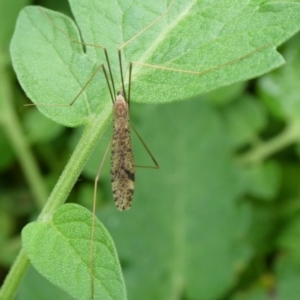 Austrolimnophila antiqua at Charleys Forest, NSW - 4 Mar 2023