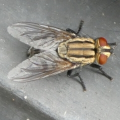 Sarcophagidae sp. (family) (Unidentified flesh fly) at Charleys Forest, NSW - 4 Mar 2023 by arjay