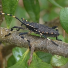 Gelonus tasmanicus (Leaf-footed bug) at Charleys Forest, NSW - 4 Mar 2023 by arjay