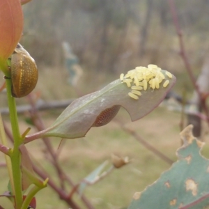 Paropsisterna cloelia at O'Malley, ACT - 4 Mar 2023