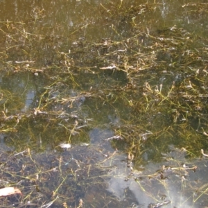 Potamogeton ochreatus at Weetangera, ACT - 1 Mar 2023