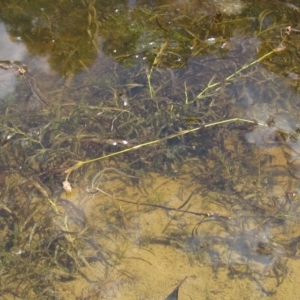 Potamogeton ochreatus at Weetangera, ACT - 1 Mar 2023