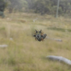 Austracantha minax (Christmas Spider, Jewel Spider) at Jerrabomberra, ACT - 4 Mar 2023 by Mike