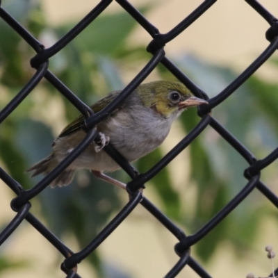 Zosterops lateralis (Silvereye) at Red Hill, ACT - 3 Mar 2023 by RodDeb