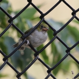 Zosterops lateralis at Red Hill, ACT - 3 Mar 2023