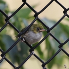 Zosterops lateralis at Red Hill, ACT - 3 Mar 2023