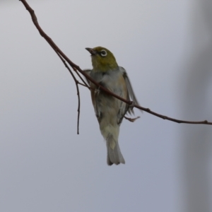 Zosterops lateralis at Red Hill, ACT - 3 Mar 2023