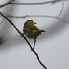 Zosterops lateralis at Red Hill, ACT - 3 Mar 2023