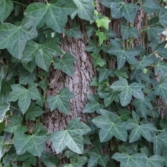 Hedera helix (Ivy) at Red Hill, ACT - 3 Mar 2023 by RodDeb