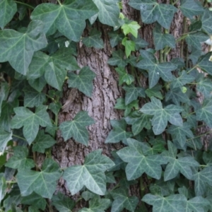 Hedera hibernica at Red Hill Nature Reserve - 3 Mar 2023